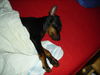 Zwergpinscher Foto: Meine Shila-Maus (ID 32176) Zwergpinscher Hund