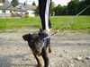 Zwergpinscher Foto: Meine Shila-Maus (ID 32177) Zwergpinscher Hund