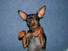 Zwergpinscher Foto: Meine süsse Luna (ID 21086) Zwergpinscher Hund