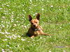 Zwergpinscher Foto: Rocky im Frühling (ID 24271) Zwergpinscher Hund
