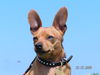 Zwergpinscher Foto: Rocky (ID 24274) Zwergpinscher Hund