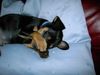 Zwergpinscher Foto: Aik 8 Wochen (ID 22327) Zwergpinscher Hund