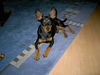 Zwergpinscher Foto: AYK (ID 27927) Zwergpinscher Hund