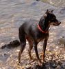 Zwergpinscher Foto: Puh, ist das nass (ID 23966) Zwergpinscher Hund