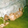Zwergpinscher Foto: Pepe da bin ich nochmals :-) (ID 10889) Zwergpinscher Hund