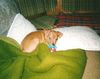 Zwergpinscher Foto: Das ist unser Goldstück heisst Pepe (ID 9893) Zwergpinscher Hund