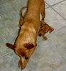 Zwergpinscher Foto: Unsere beiden Lieblinge Rocky(3Jahre) und Mailo (hier noch 8 Wochen) April´03 (ID 5751) Zwergpinscher Hund