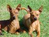Zwergpinscher Foto: Rocky und Mailo September ´03 (ID 5755) Zwergpinscher Hund