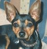 Zwergpinscher Foto: Trotz dass er keine Papiere hat ist er ein sehr schöner Kerl (ID 2217) Zwergpinscher Hund