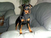 Zwergpinscher Foto: Bafi 2 Jahre (ID 25019) Zwergpinscher Hund