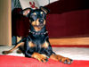 Zwergpinscher Foto: Bafi 2 Jahre (ID 25018) Zwergpinscher Hund