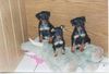 Zwergpinscher Foto: Zwergpinscher-Welpen 8 Wochen jung (ID 37446) Zwergpinscher Hund