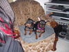 Zwergpinscher Foto: Lucky und Sunny (ID 30400) Zwergpinscher Hund