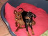 Zwergpinscher Foto: Die beiden Babychampionaten !!!!!!!!!!!! (ID 25243) Zwergpinscher Hund