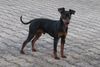 Zwergpinscher Hund