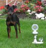 Zwergpinscher Hund