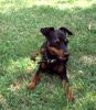 Zwergpinscher Foto: Bafi, 1 Jahr (ID 15912) Zwergpinscher Hund