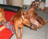 Zwergpinscher Foto: Vampierpinscher im Spielrausch (ID 16566) Zwergpinscher Hund