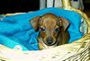 Zwergpinscher Foto: Lacky (ID 14988) Zwergpinscher Hund