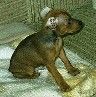 Zwergpinscher Foto: Lacky (ID 14989) Zwergpinscher Hund