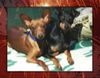 Zwergpinscher Foto: Ehepaar Emma und Tristan! (ID 30106) Zwergpinscher Hund