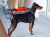 Zwergpinscher Foto: Ares aus villach (ID 36617) Zwergpinscher Hund