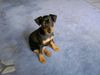 Zwergpinscher Foto: Aik 8 Wochen (ID 22326) Zwergpinscher Hund
