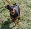 Zwergpinscher Foto: Das ist mein (ID 36687) Zwergpinscher Hund