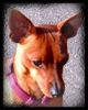 Zwergpinscher Foto: Amor 11 monate aus dem kennel vom Reichsgraf zu Herrenheim (ID 2793) Zwergpinscher Hund
