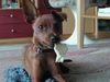 Zwergpinscher Foto: Amor 11 monate aus dem kennel vom Reichsgraf zu Herrenheim (ID 2794) Zwergpinscher Hund