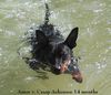 Zwergpinscher Foto: Amor vom Camp Achensee 1 Jahr (ID 6795) Zwergpinscher Hund