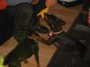 Zwergpinscher Foto: Lucky und Sunny (ID 15471) Zwergpinscher Hund
