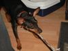 Zwergpinscher Foto: Lucky (ID 15470) Zwergpinscher Hund