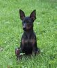 Zwergpinscher Foto: Angel v. Camp Achensee mit 12 Wochen (ID 1637) Zwergpinscher Hund