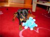 Zwergpinscher Foto: aphrodite mit 12 wochen (ID 21452) Zwergpinscher Hund