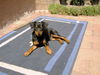 Zwergpinscher Foto: Ayk (ID 24780) Zwergpinscher Hund