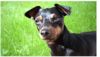 Zwergpinscher Foto: Der Bafi (2 Jahre alt) (ID 30384) Zwergpinscher Hund