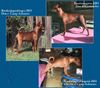 Zwergpinscher Foto: Unsere 3 Österr. Bundes(jugend)sieger 2003 vom Camp Achensee (ID 6797) Zwergpinscher Hund