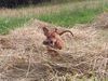 Zwergpinscher Foto: Cedric vom Hause Leipzig (ID 14781) Zwergpinscher Hund