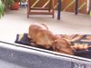 Zwergpinscher Foto: Cedric vom Hause Leipzig (ID 14784) Zwergpinscher Hund