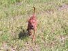 Zwergpinscher Foto: Cedric vom Hause Leipzig (ID 14785) Zwergpinscher Hund