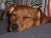 Zwergpinscher Foto: Cedric vom Hause Leipzig (ID 14782) Zwergpinscher Hund