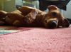 Zwergpinscher Foto: Cedric vom Hause Leipzig (ID 14783) Zwergpinscher Hund