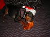 Zwergpinscher Foto: Sunny Weihnachten´04 (ID 17340) Zwergpinscher Hund