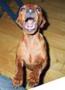 Zwergpinscher Foto: Charlin vom Camp Achensee (ID 6798) Zwergpinscher Hund