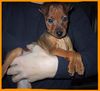 Zwergpinscher Foto: Chaster mit 8 Wochen (ID 1625) Zwergpinscher Hund
