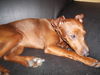 Zwergpinscher Foto: Unsere Daisy (ID 32606) Zwergpinscher Hund