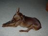 Zwergpinscher Foto: hmm schmeckt das gut (ID 20629) Zwergpinscher Hund