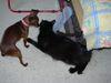 Zwergpinscher Foto: phoebe und ihre lieblings katze (ID 20627) Zwergpinscher Hund