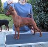 Zwergpinscher Foto: Don vom Camp Achensee 8,5 Monate (ID 6550) Zwergpinscher Hund